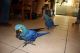 Macaw Birds for sale in Nashville, TN, USA. price: NA