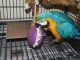 Macaw Birds for sale in Adams Center, NY 13606, USA. price: NA