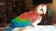 Macaw Birds for sale in Fort Worth, TX, USA. price: $1,700