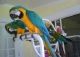 Macaw Birds for sale in Birmingham, AL, USA. price: NA