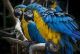 Macaw Birds for sale in Hampton, VA, USA. price: NA