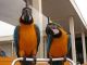 Macaw Birds for sale in Augusta, ME 04330, USA. price: NA