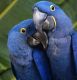 Macaw Birds for sale in Columbus, GA, USA. price: NA