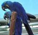 Macaw Birds for sale in Fort Wayne, IN, USA. price: NA