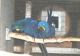 Macaw Birds for sale in Elgin, IL, USA. price: NA