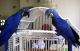 Macaw Birds for sale in Des Moines, IA, USA. price: $400