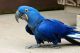 Macaw Birds for sale in Worcester, MA, USA. price: NA