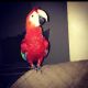 Macaw Birds for sale in Yonkers, NY, USA. price: NA