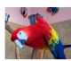 Macaw Birds for sale in Rochester, MN, USA. price: NA