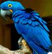 Macaw Birds for sale in Abbeville, AL 36310, USA. price: NA