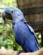 Macaw Birds for sale in Concord, CA, USA. price: NA