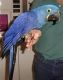 Macaw Birds for sale in Davenport, IA, USA. price: NA