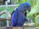 Macaw Birds for sale in Overland Park, KS, USA. price: NA