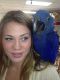 Macaw Birds for sale in Barnesville, MD 20838, USA. price: NA
