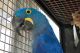 Macaw Birds for sale in Detroit, MI, USA. price: NA