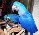 Macaw Birds for sale in Jackson, MS, USA. price: NA
