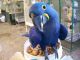 Macaw Birds for sale in Billings, MT, USA. price: NA