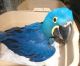 Macaw Birds for sale in Manchester, NH, USA. price: NA