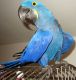 Macaw Birds for sale in Jersey City, NJ, USA. price: NA