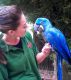 Macaw Birds for sale in Albuquerque, NM, USA. price: NA