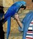 Macaw Birds for sale in Pittsburgh, PA, USA. price: $2,000