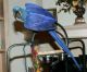 Macaw Birds for sale in Aladdin, WY 82710, USA. price: NA
