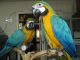 Macaw Birds for sale in Burlington, WY 82411, USA. price: NA