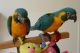 Macaw Birds for sale in Richmond, VA, USA. price: NA