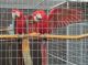 Macaw Birds for sale in Athens, GA, USA. price: NA