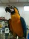 Macaw Birds for sale in Abu Dhabi - Abu Dhabi - United Arab Emirates. price: NA