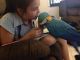 Macaw Birds for sale in Secaucus, NJ, USA. price: NA