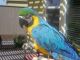 Macaw Birds for sale in Pittsburgh, PA, USA. price: $550