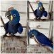 Macaw Birds for sale in New Orleans, LA, USA. price: $850