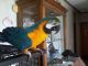 Macaw Birds for sale in Crooked Creek, AK, USA. price: NA