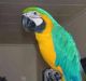Macaw Birds for sale in Chandler, AZ, USA. price: NA