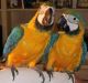 Macaw Birds for sale in Aurora, CO, USA. price: NA