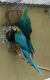 Macaw Birds for sale in Beech Bottom, WV, USA. price: NA