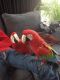 Macaw Birds for sale in San Diego, CA, USA. price: NA