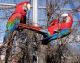 Macaw Birds for sale in Colorado Springs, CO, USA. price: $700