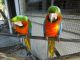 Macaw Birds for sale in Sioux Falls, SD, USA. price: NA