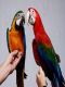 Macaw Birds for sale in Alexandria NSW 2015, Australia. price: $4