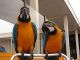 Macaw Birds for sale in Abilene, TX, USA. price: NA