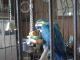 Macaw Birds for sale in Tillamook, OR 97141, USA. price: NA