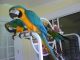 Macaw Birds for sale in Seguin, TX 78155, USA. price: NA