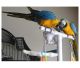 Macaw Birds for sale in West St Paul, MN 55118, USA. price: NA