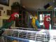 Macaw Birds for sale in Pittsburgh, PA, USA. price: $400