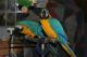 Macaw Birds for sale in Elizabethton, TN, USA. price: NA