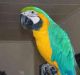 Macaw Birds for sale in Kansas City, KS, USA. price: NA