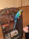 Macaw Birds for sale in Wilmington, NC, USA. price: NA