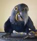 Macaw Birds for sale in West Palm Beach, FL, USA. price: NA